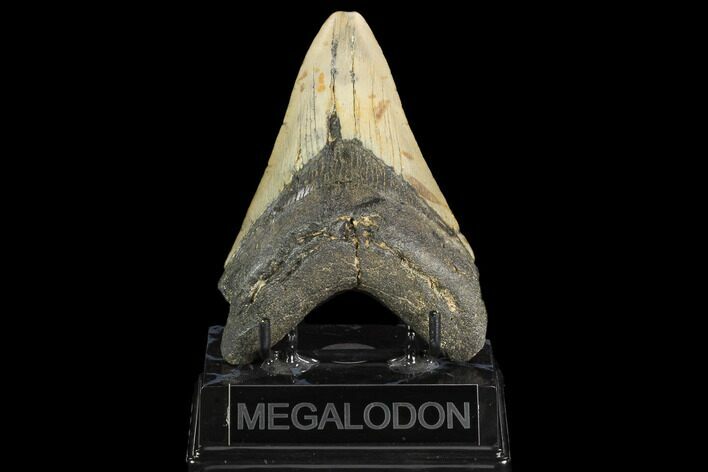 Fossil Megalodon Tooth - North Carolina #124690